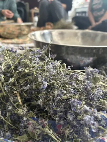 Abundance of catnip!