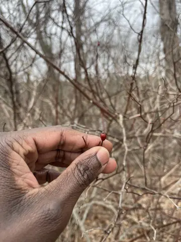 Finding a sweet multiflora rosehip nibble on a winter plant walk