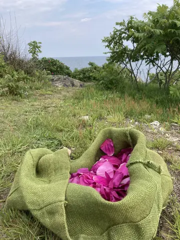 Harvesting Rosa rugosa petals for our tea blending class