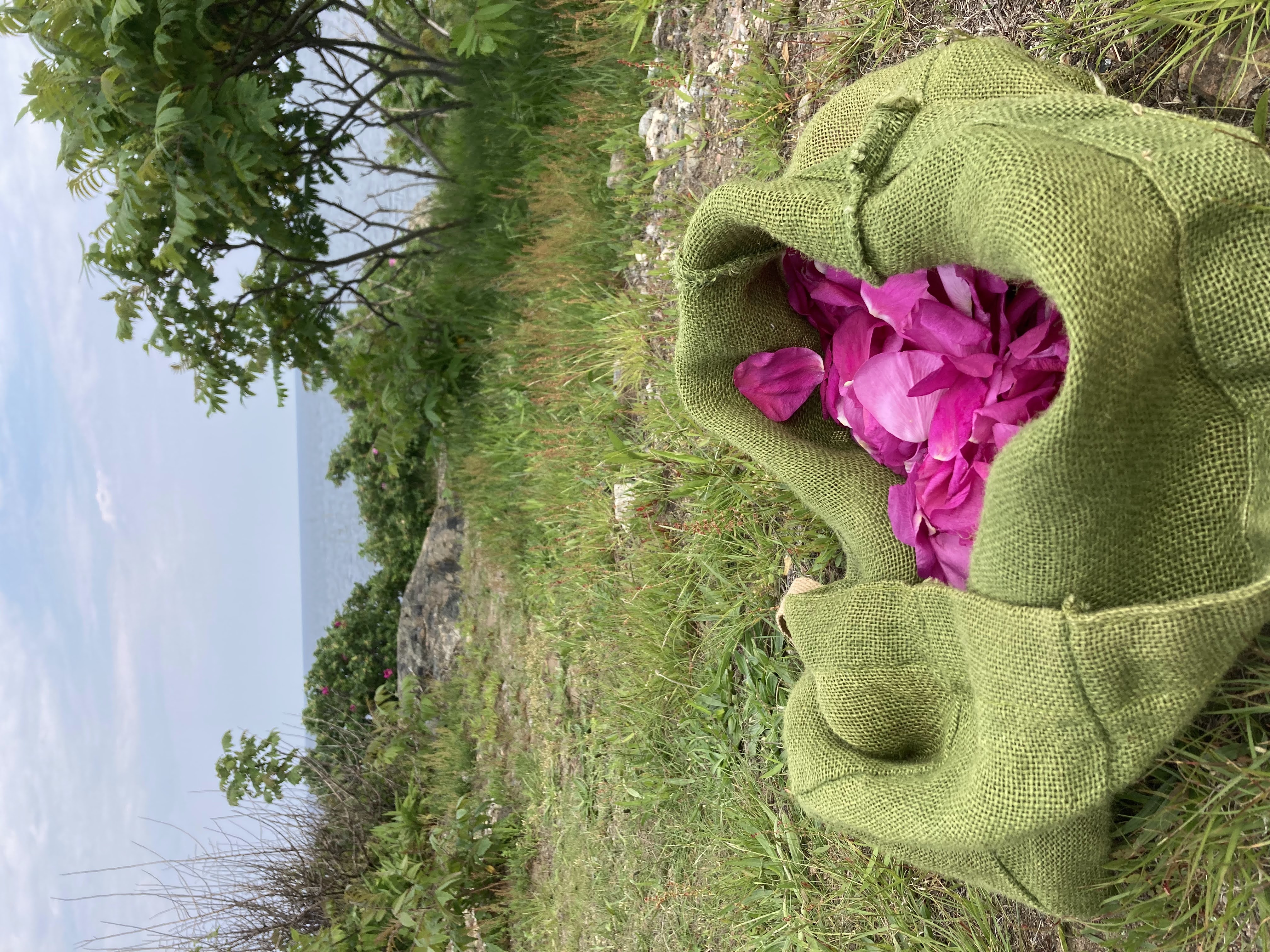 Picking Roses