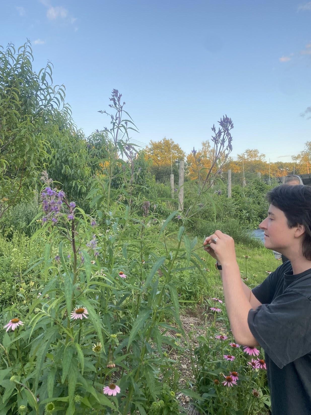 Munching on some vervain flowers