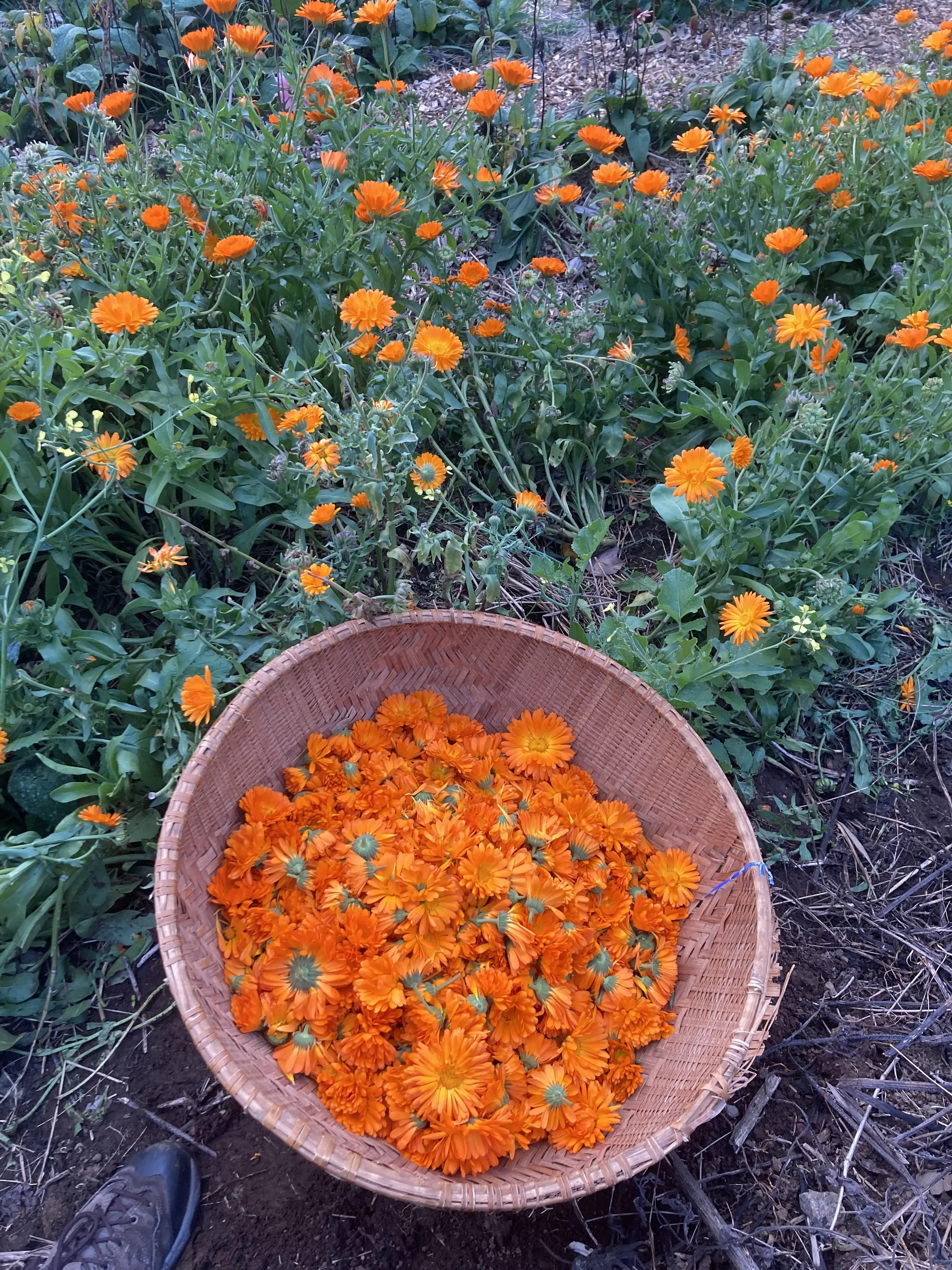 Midsummer calendula abundance!