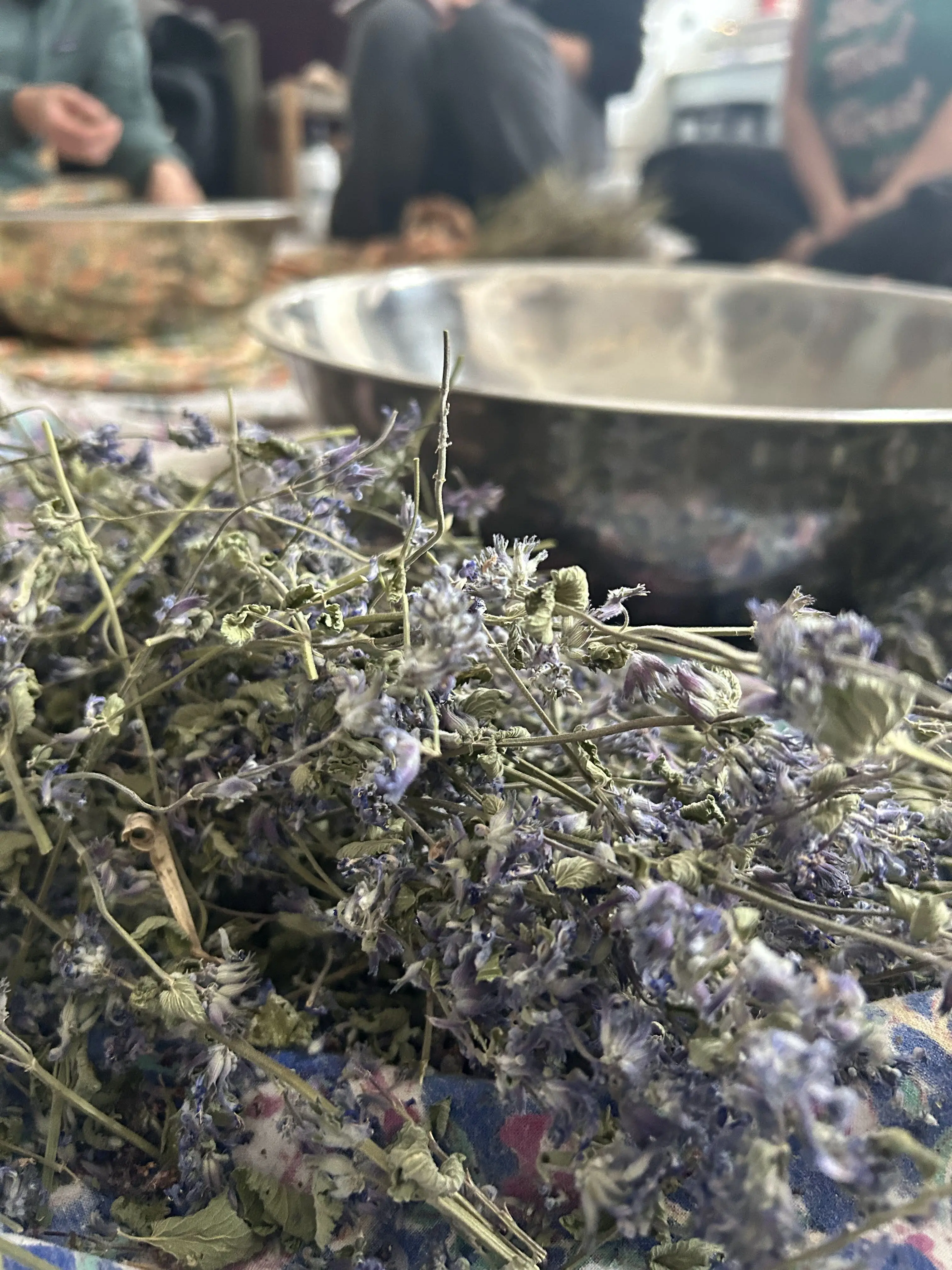 Did you know catnip is a real plant? Wild