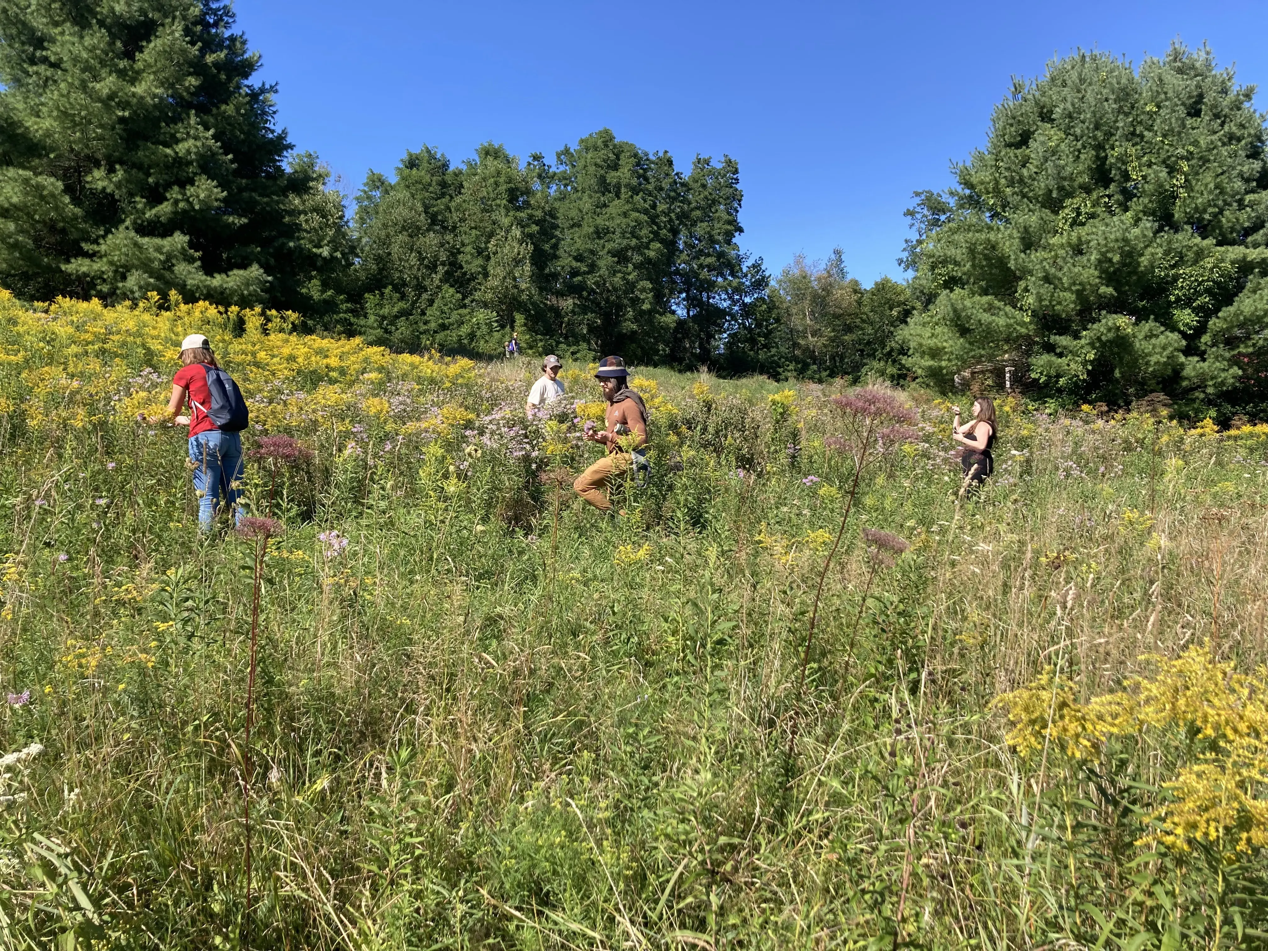 Harvesting goldenrod for fresh herb tinctures at a Jewish ancestral skills gathering