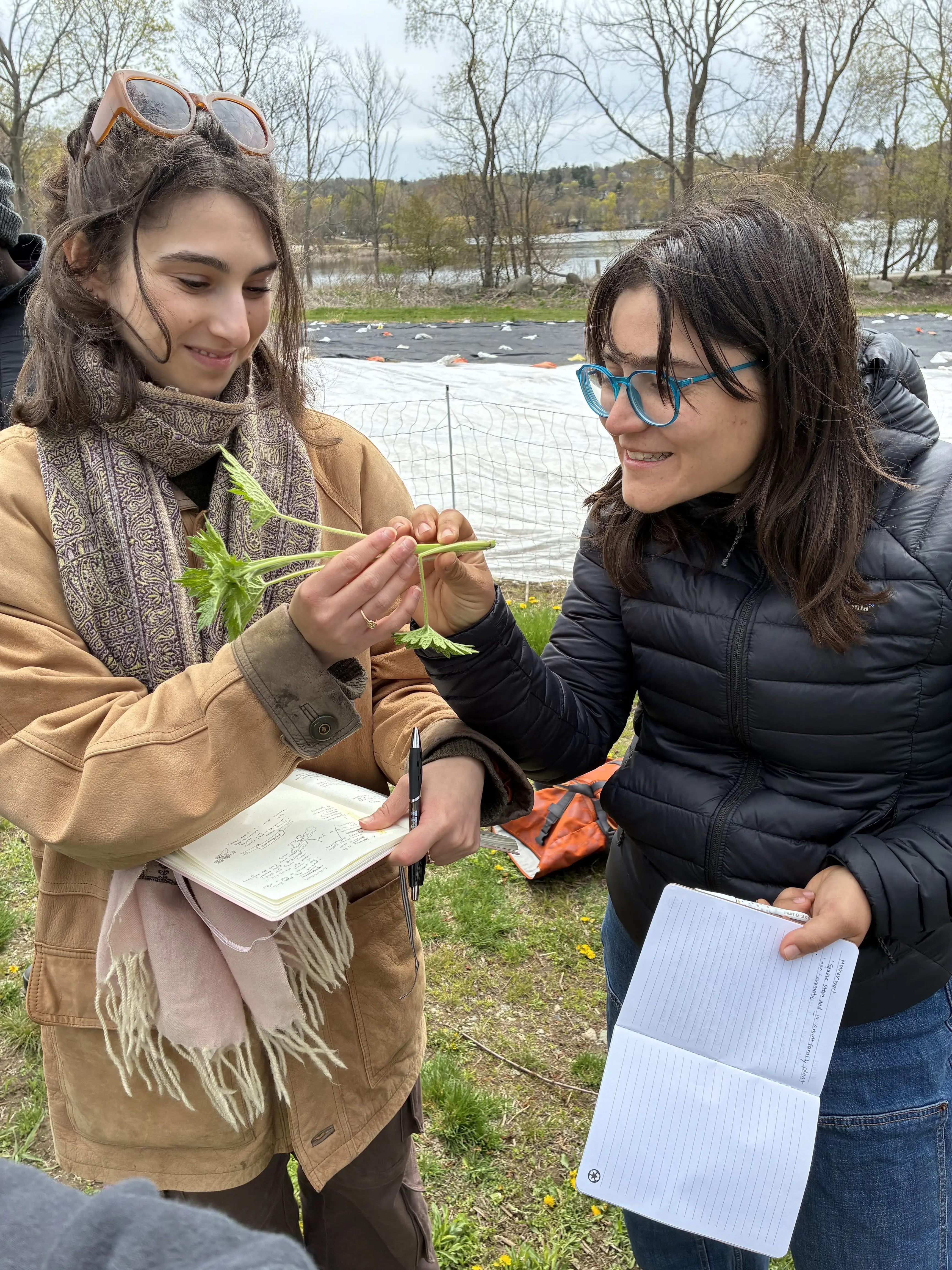 Exploring the shape of motherwort stems